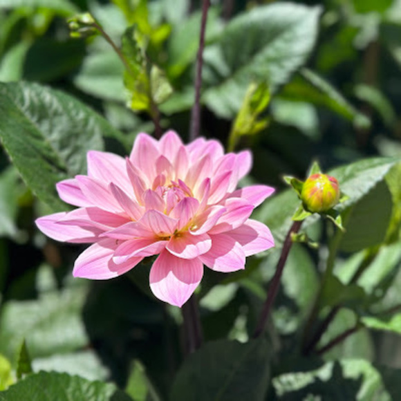 Meet your Posher, Sharon - Picture 1 of 1